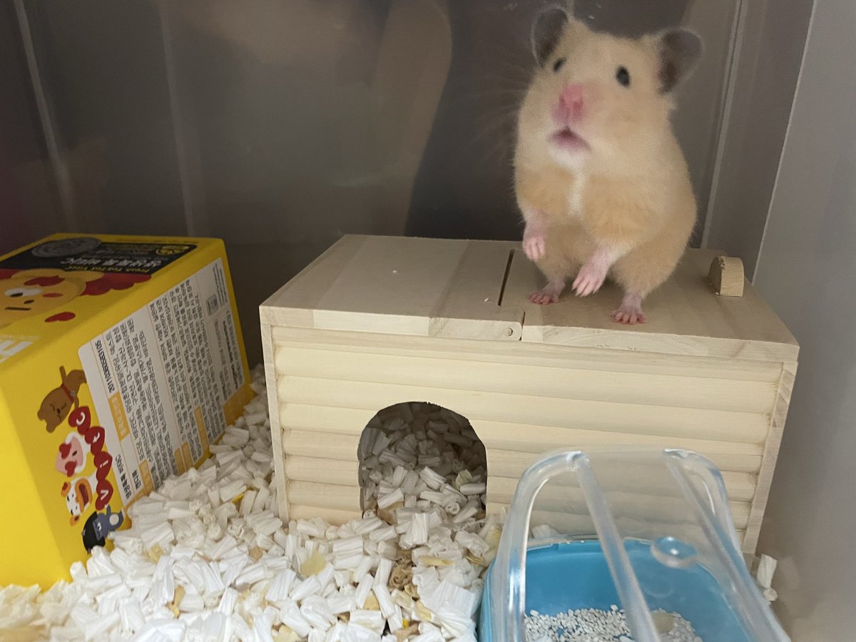 mika4580's tweet photo. 一年ぶりかわいこチァがやってきた🐹
ねずみなのに猫背なの可愛い☺️ https://t.co/2PHfEIVcgQ