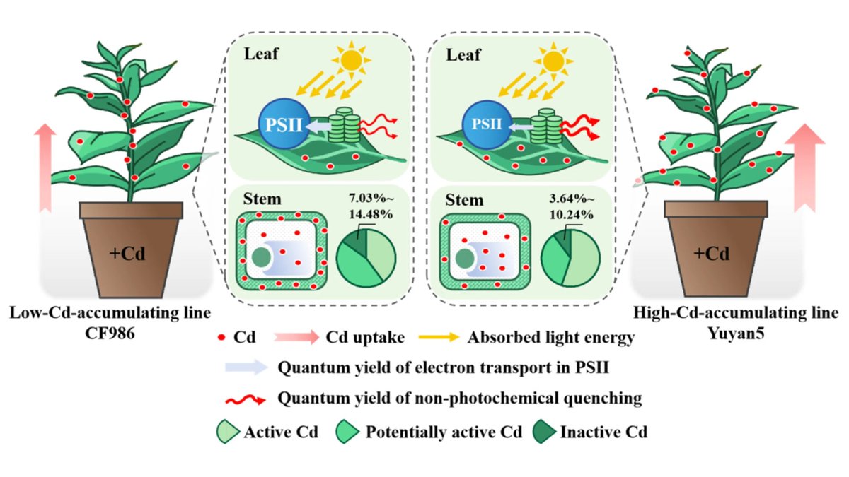 Plants_MDPI's tweet image. 🌱 A built-in stem barrier limits cadmium in tobacco leaves.

Low-Cd line CF986 retains more Cd in stems and roots, restricting xylem transport and modifying PSII photochemistry under Cd stress.

🔗 Read more: brnw.ch/21wZOjW

#Cadmium #PlantStress #Photosynthesis