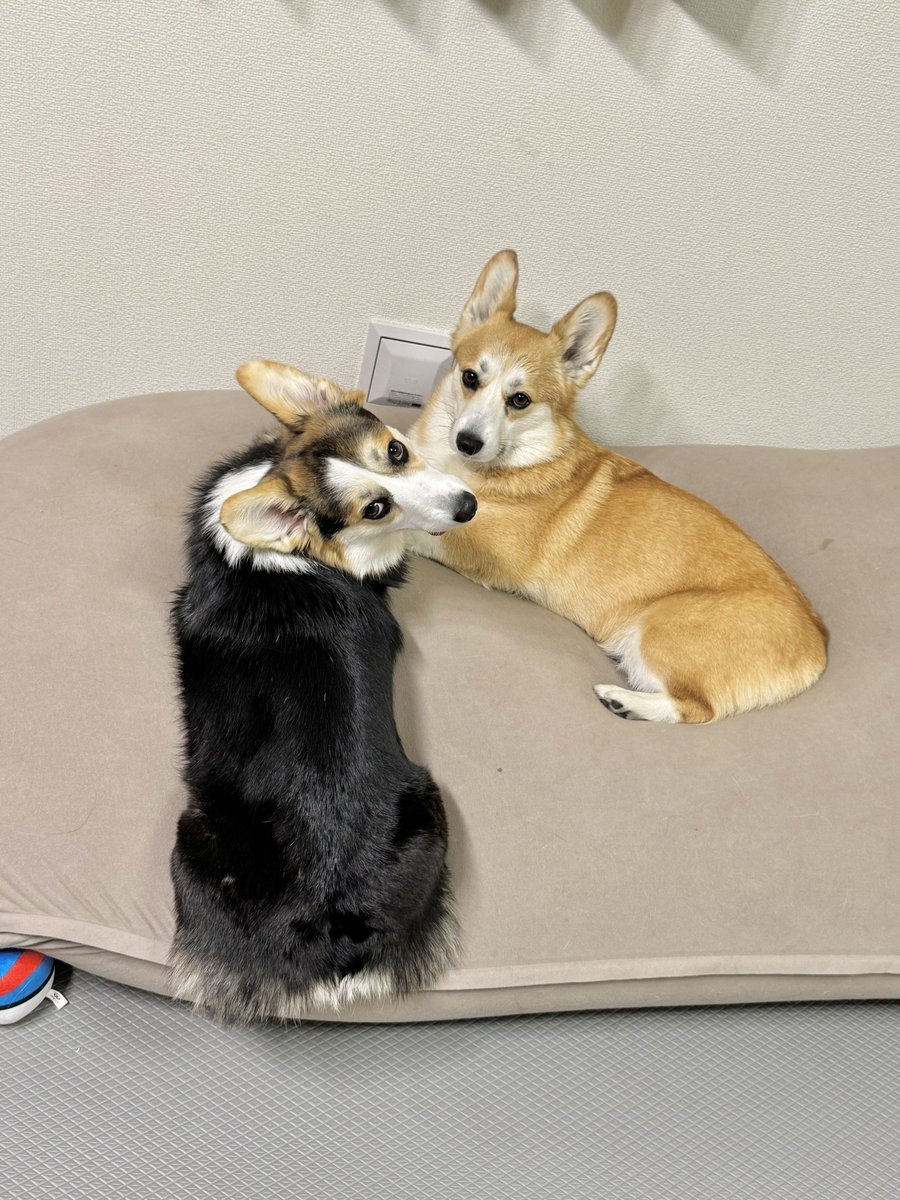 まろ眉のコパン (@kopant17) / Posts / X