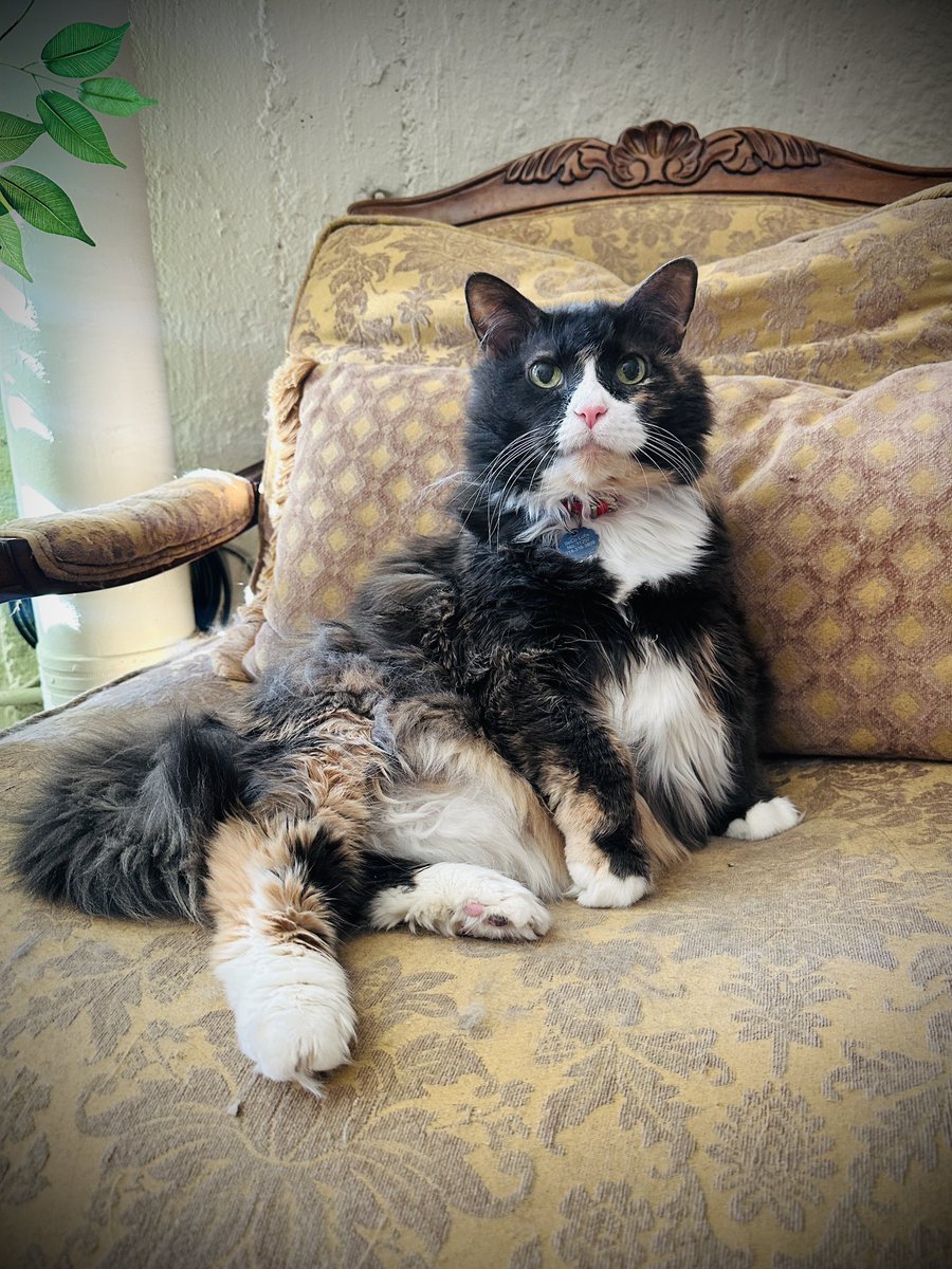 #5amwritersclub roll call:
Coffee ✔️
Quiet ✔️
Moral support in floof form ✔️
Let’s write something beautiful today. 🌺

#WritingCommunity