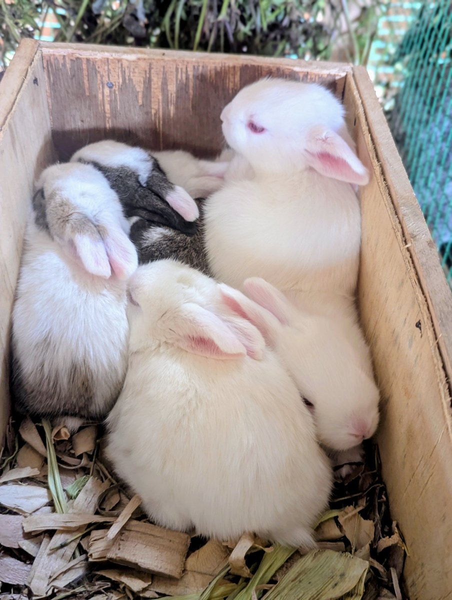 p_dusabimana's tweet image. Many young people delay starting in agriculture because they feel not ready yet.

Not skilled enough. Not funded enough. Not confident enough. I used to think the same.

But here’s what experience is slowly teaching me:
the real cost is not starting small. It’s starting late.…