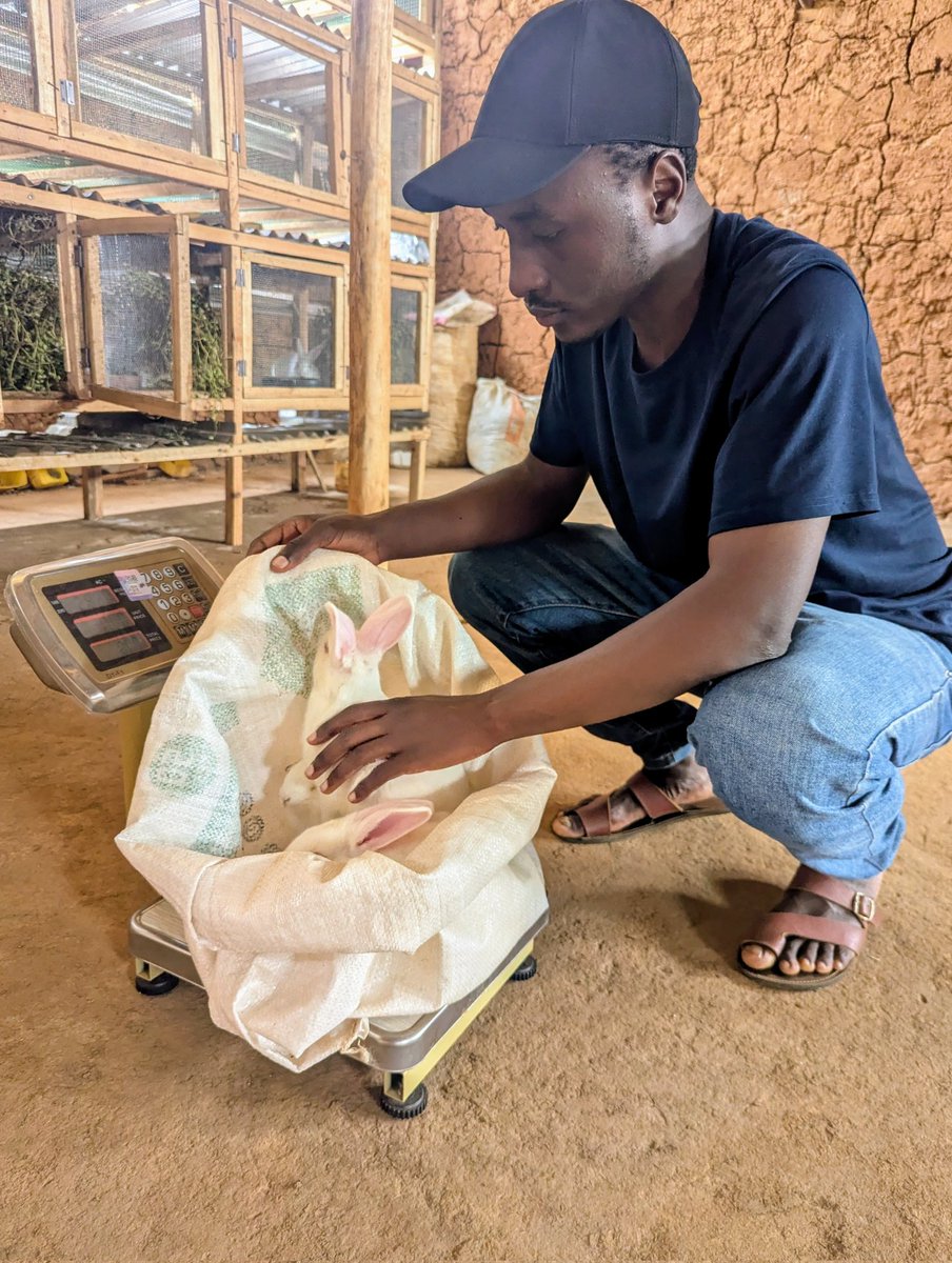 p_dusabimana's tweet image. Many young people delay starting in agriculture because they feel not ready yet.

Not skilled enough. Not funded enough. Not confident enough. I used to think the same.

But here’s what experience is slowly teaching me:
the real cost is not starting small. It’s starting late.…