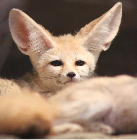 Fennec Every Hour! (@fenneceveryhr) on Twitter photo 