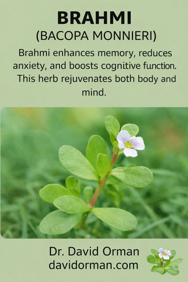 CFLSystema's tweet photo. Read more details about this remarkable herb: https://t.co/mfeLrVgKx8 https://t.co/EqBQagHwF4