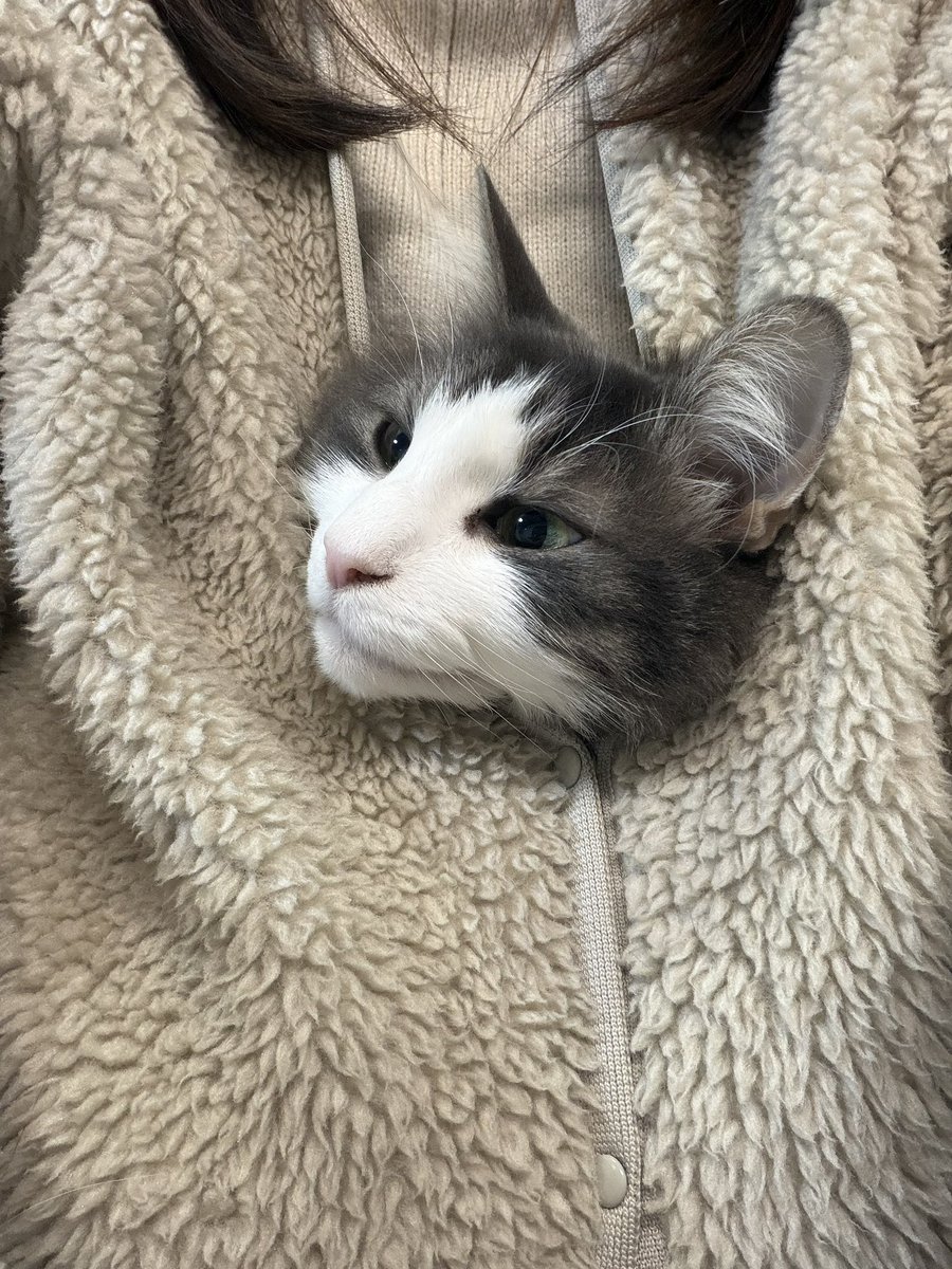 我が家の赤ちゃん😽