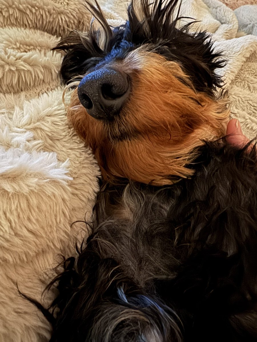 IsabellaDaxie's tweet photo. Rent free and not a care in the world
And breathe and relaaaaaxxx 🐾🐾💞🥰
👌🤌 #Isabella #Relaxes #socomfy #dogsofX https://t.co/dF7QEVE5XC