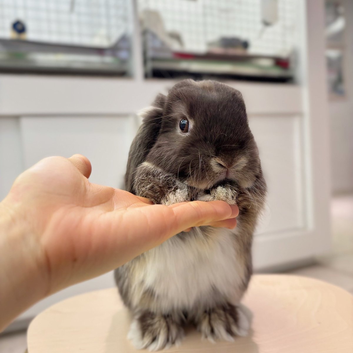 うさぎのしっぽ恵比寿店 (@sippo_ebisu) / Posts / X