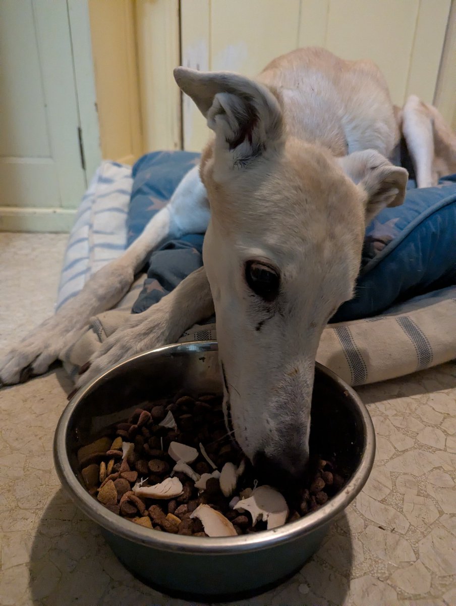 Butterface & The Snickerdoodle🦤 tweet media