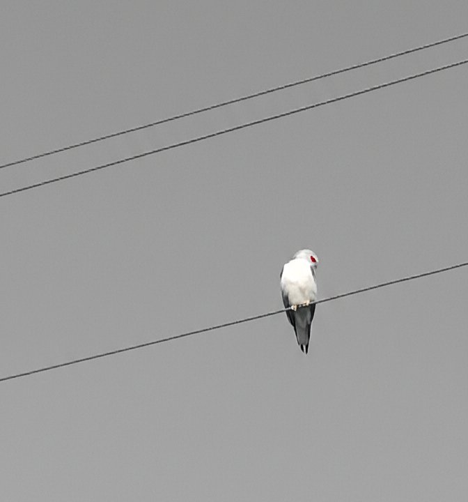 nnnc0103's tweet photo. Clad in white, this silent soul,
Sits calm on wires of time;
Like an ancient sage, watching whole,
Today’s loud and busy prime. https://t.co/F8vJZU9VbZ