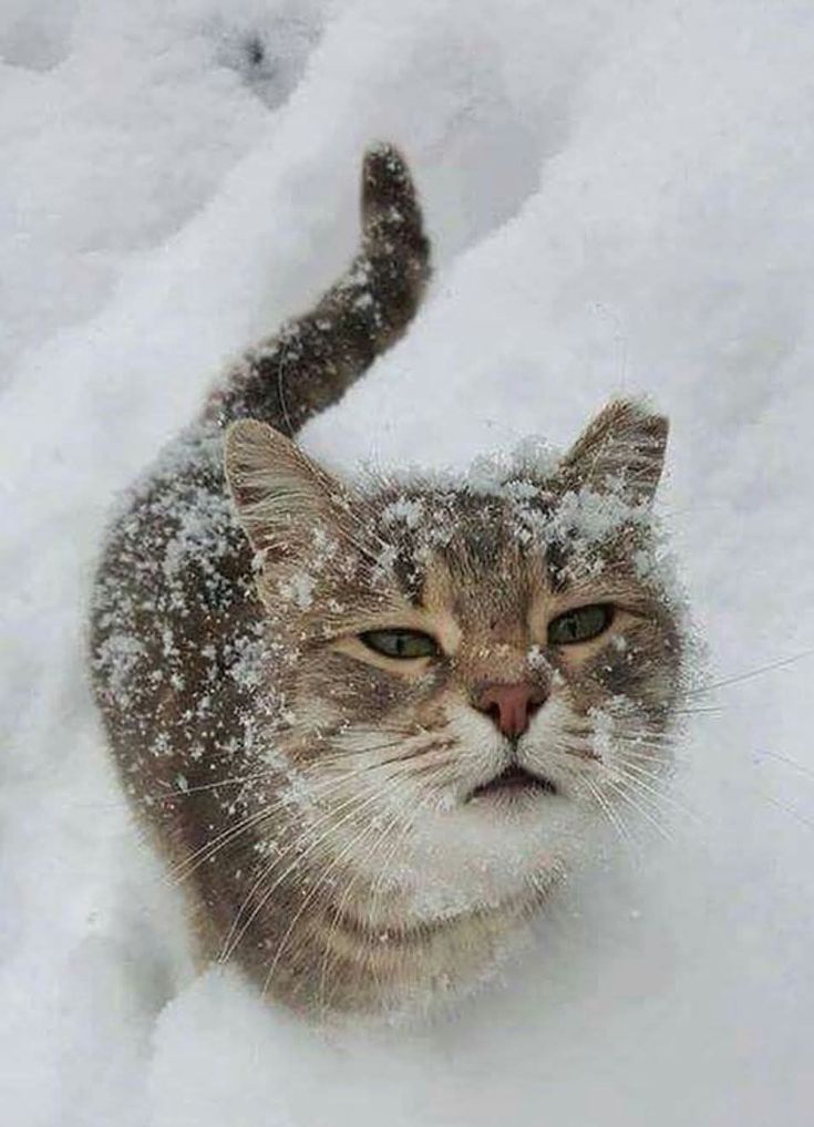 nekocatts's tweet photo. Snowy day ❄️ https://t.co/mV7LzC7rkd