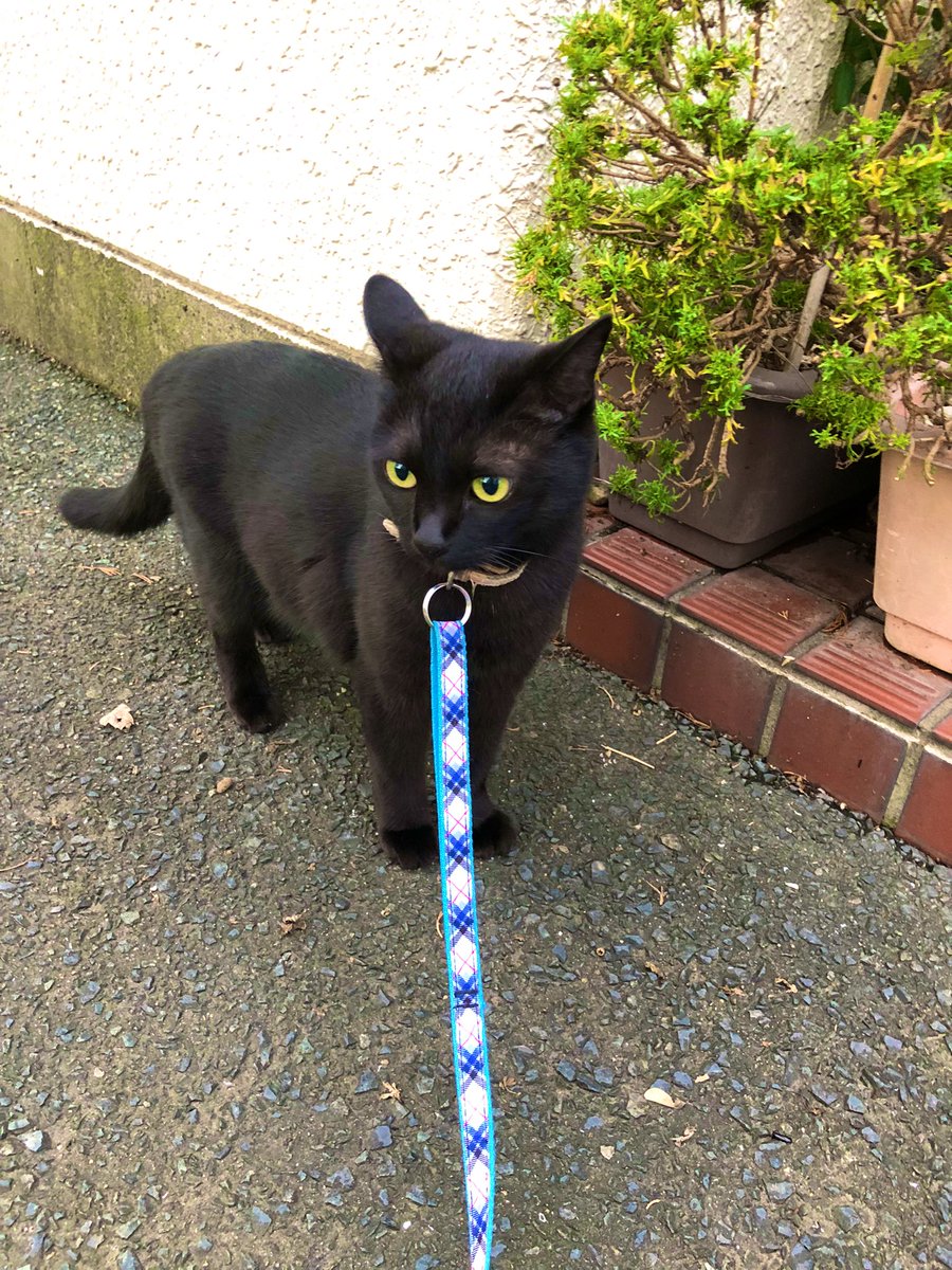 ちょい緊張気味ニャー😸