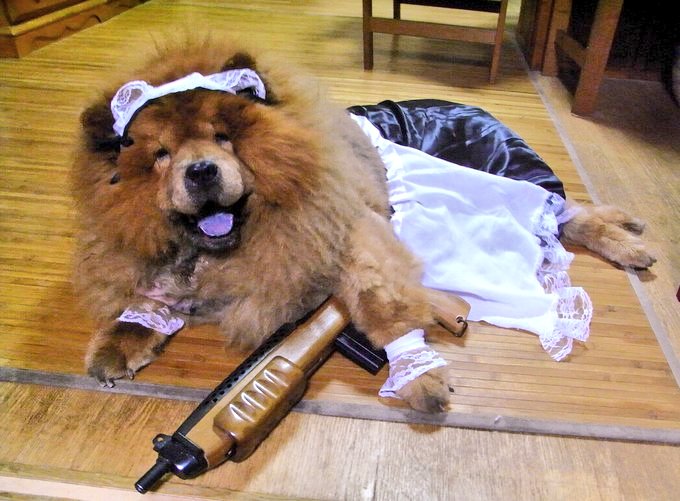 チャウチャウ男爵 (@chowchowbaron) / Posts / X