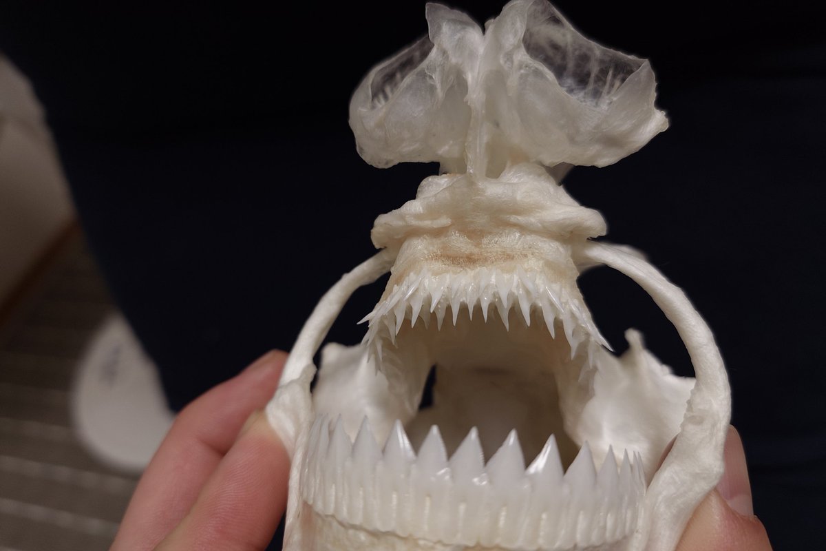 ヨロイザメの頭骨。このサイズは初めてです。とにかくずっしりしてます