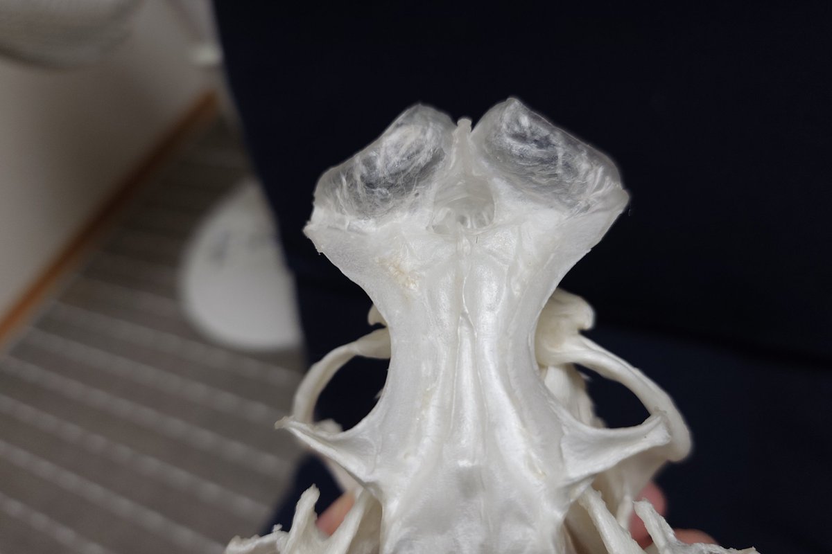 ヨロイザメの頭骨。このサイズは初めてです。とにかくずっしりしてます