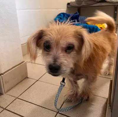 Blue Cross Stream Team🔜 Dreamhack Birmingham tweet media