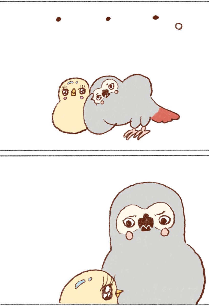 ヨウムのアレックス⑧

#ヨウム 