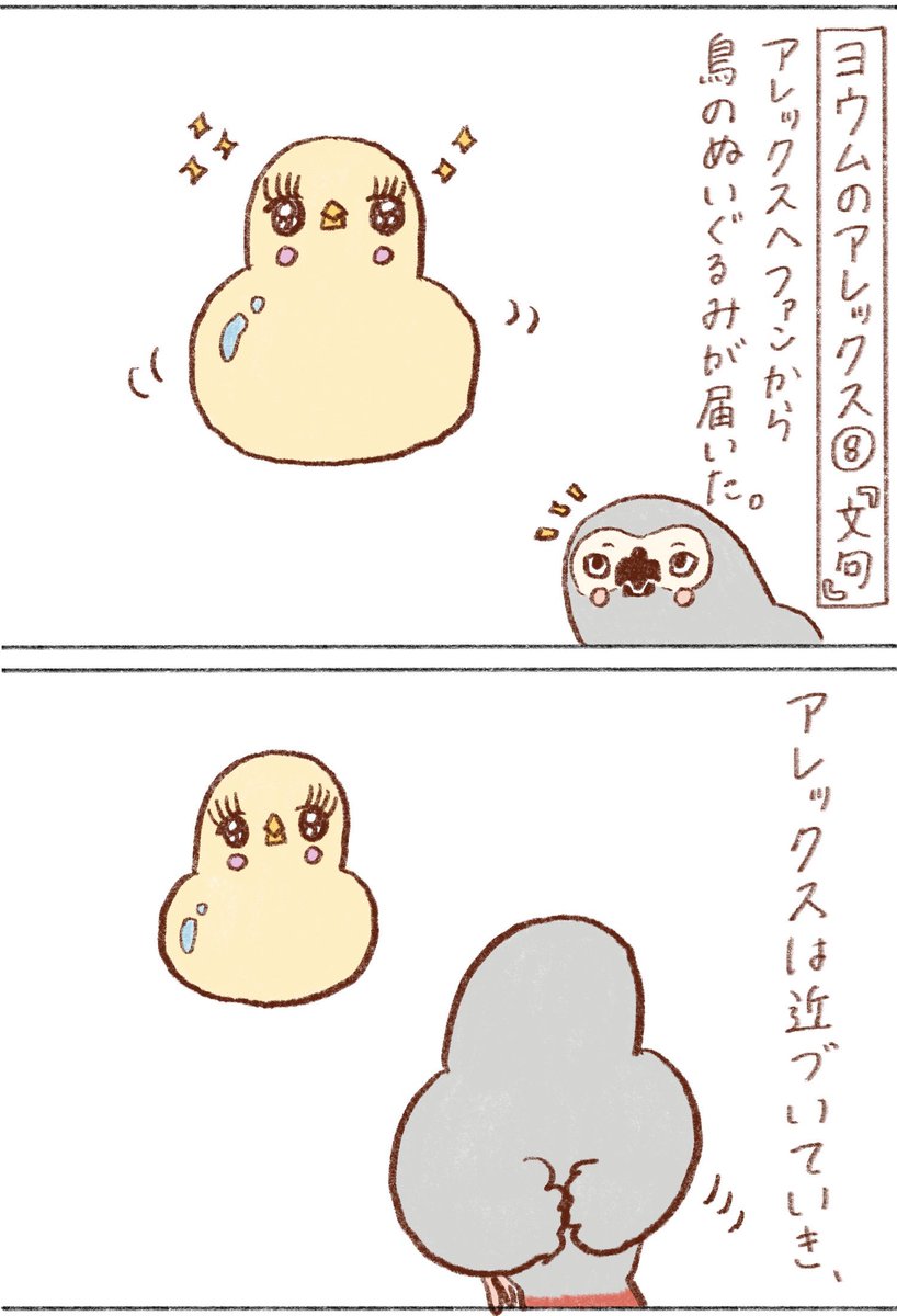 ヨウムのアレックス⑧

#ヨウム 