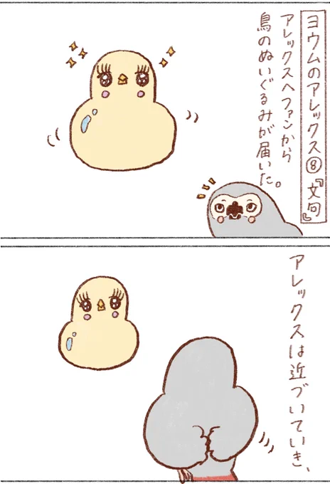 ヨウムのアレックス⑧

#ヨウム 