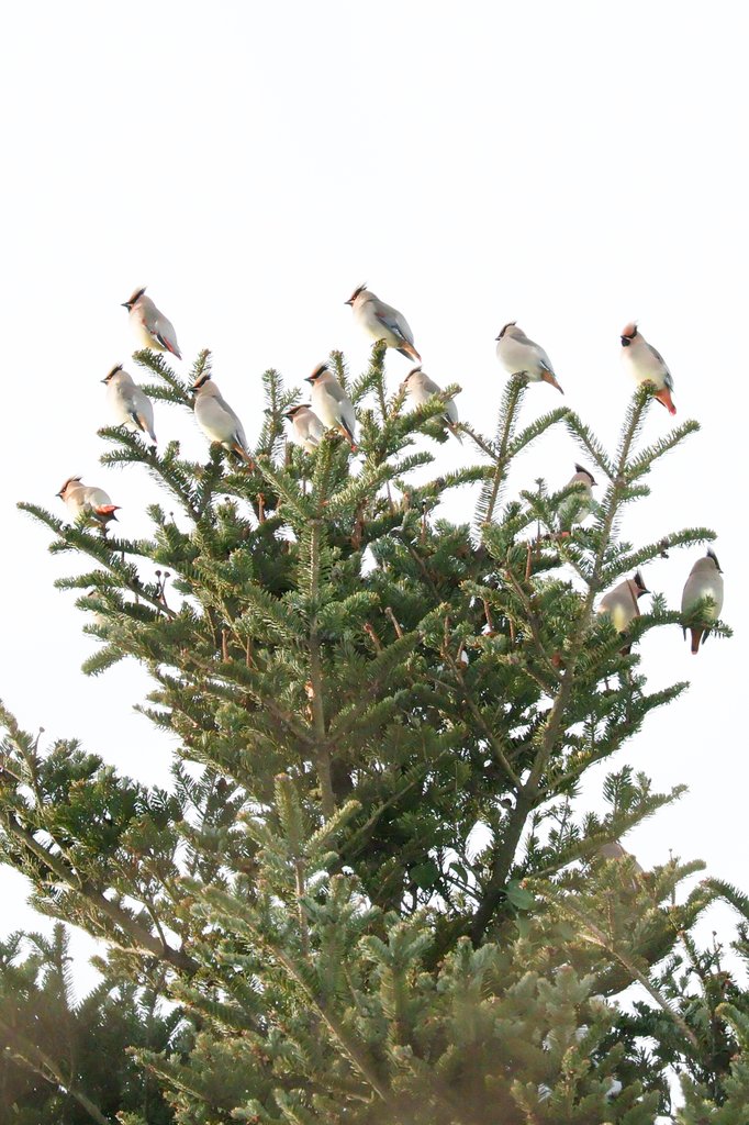 ヒレンジャクの群れと遭遇し、
ムッフムッフ言いながらついてったら
いっぱいいいた。