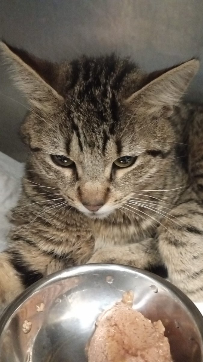 AsociacionADAT's tweet image. 💔 AYUDA URGENTE PARA BLAS 💔
Encontrado tras un probable atropello el 3 de febrero en #Torrent, #Valencia (entrada desde Picanya).
🦴 Fractura de húmero
⚠️ Luxación sacroilíaca
Sin ayudas públicas. Necesitamos ayuda urgente.
➡️ Código Bizum ONG: 0️⃣0️⃣8️⃣1️⃣5️⃣
💳 Caixa Popular...