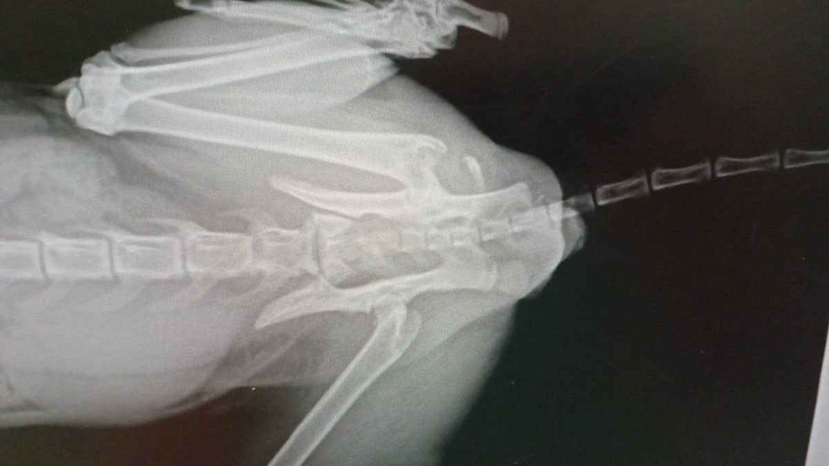 AsociacionADAT's tweet image. 💔 AYUDA URGENTE PARA BLAS 💔
Encontrado tras un probable atropello el 3 de febrero en #Torrent, #Valencia (entrada desde Picanya).
🦴 Fractura de húmero
⚠️ Luxación sacroilíaca
Sin ayudas públicas. Necesitamos ayuda urgente.
➡️ Código Bizum ONG: 0️⃣0️⃣8️⃣1️⃣5️⃣
💳 Caixa Popular...