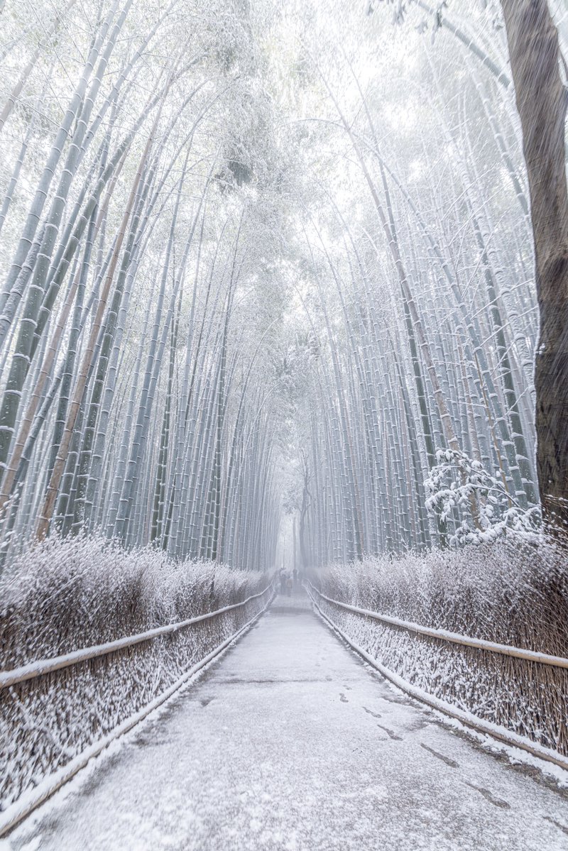 yuya0240's tweet image. 嵐山の竹林、雪で真っ白な小径に