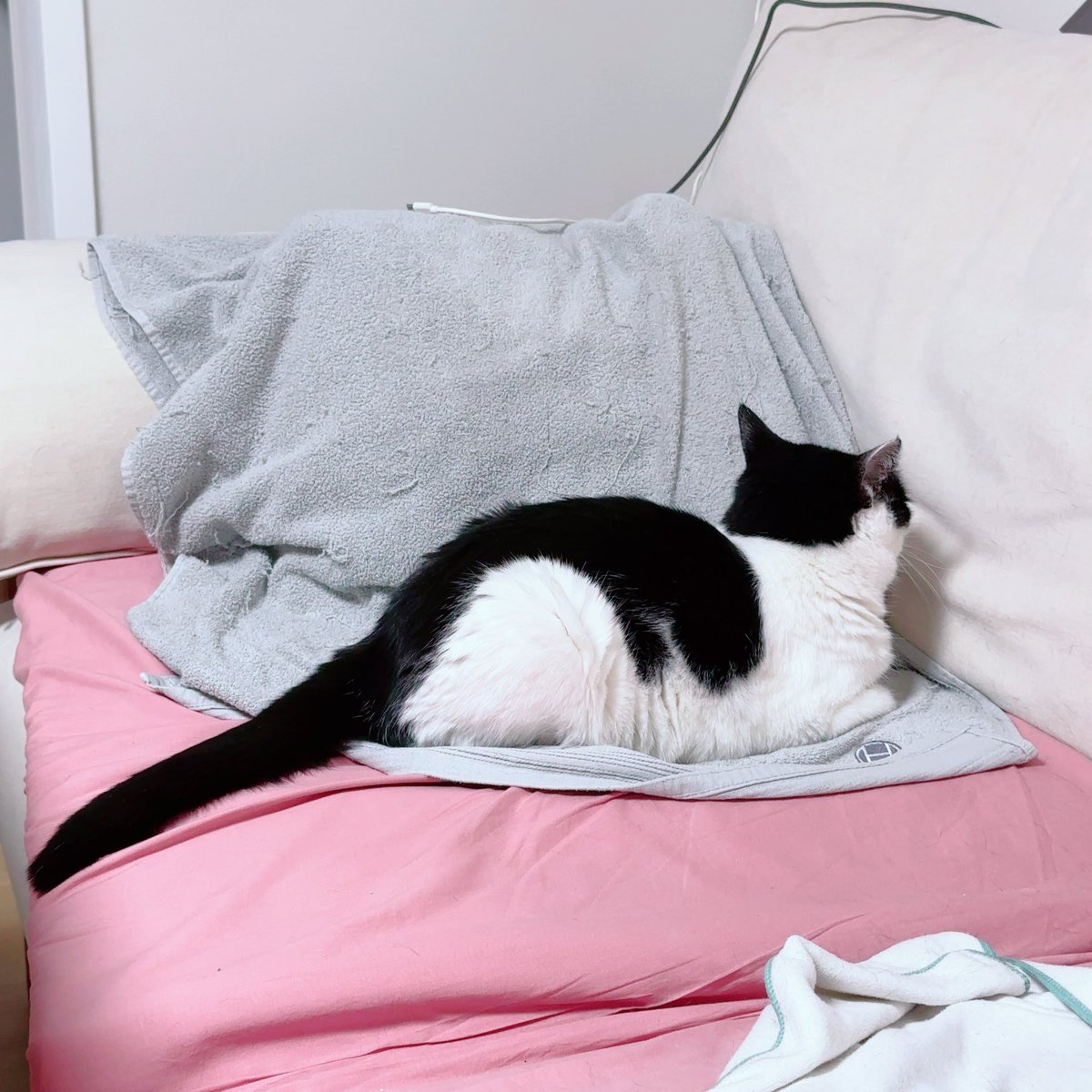 YevongC's tweet image. 동물이 감정이 없을리가 있나
맨날 개삐지는 고양이