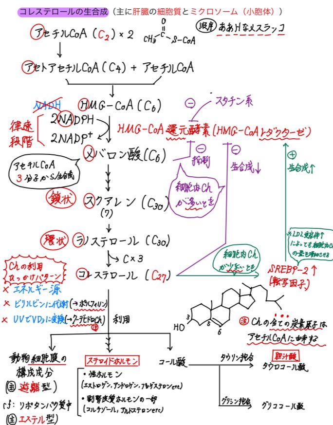 snowtail_purple's tweet photo. 【🟡まとめ投稿🟡】
コレステロールの生合成について過去に問われた重要ポイントをまとめました。
105回以降出題されていないので､要チェックです!
特に
・生合成における物質の順序
・HMG−CoA→メバロン酸（律速段階）の酵素と補酵素
・コレステロールの代謝
のひっかけパターン（青文字）に要注意! https://t.co/qYaAc0Yh0F