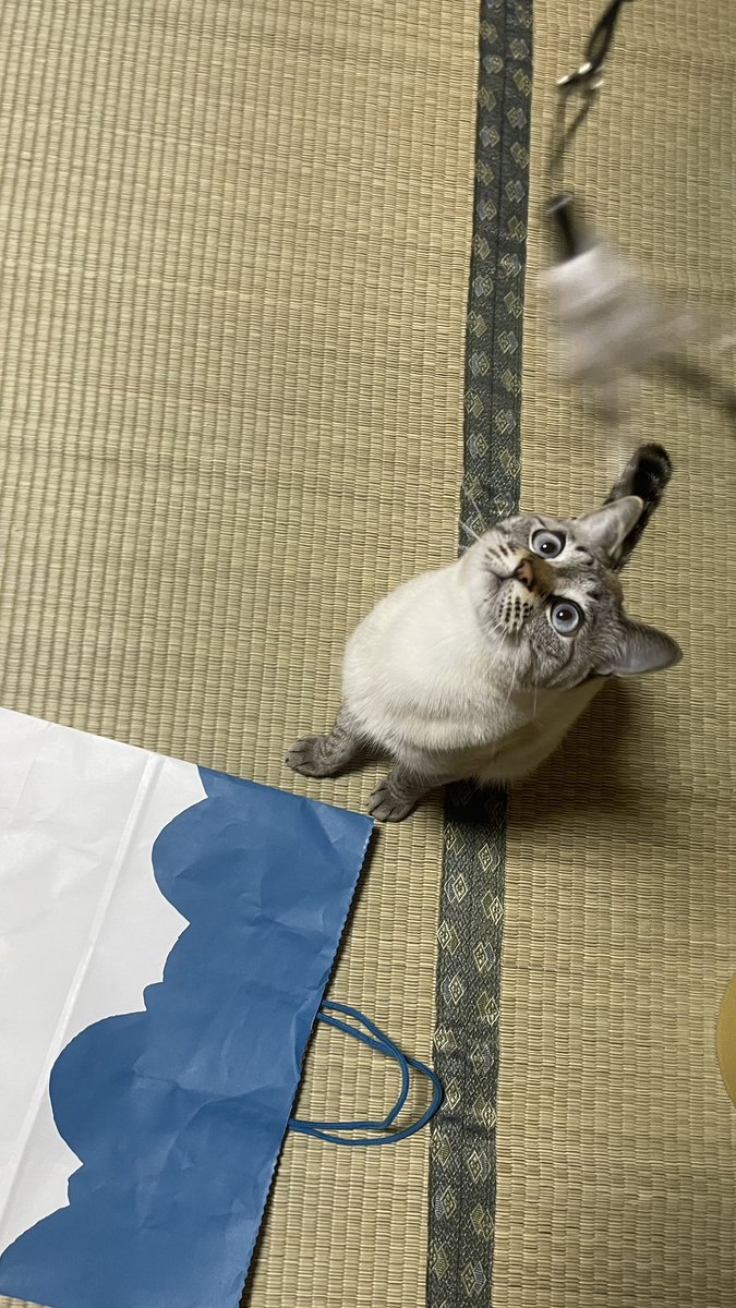 猫のいる暮らし