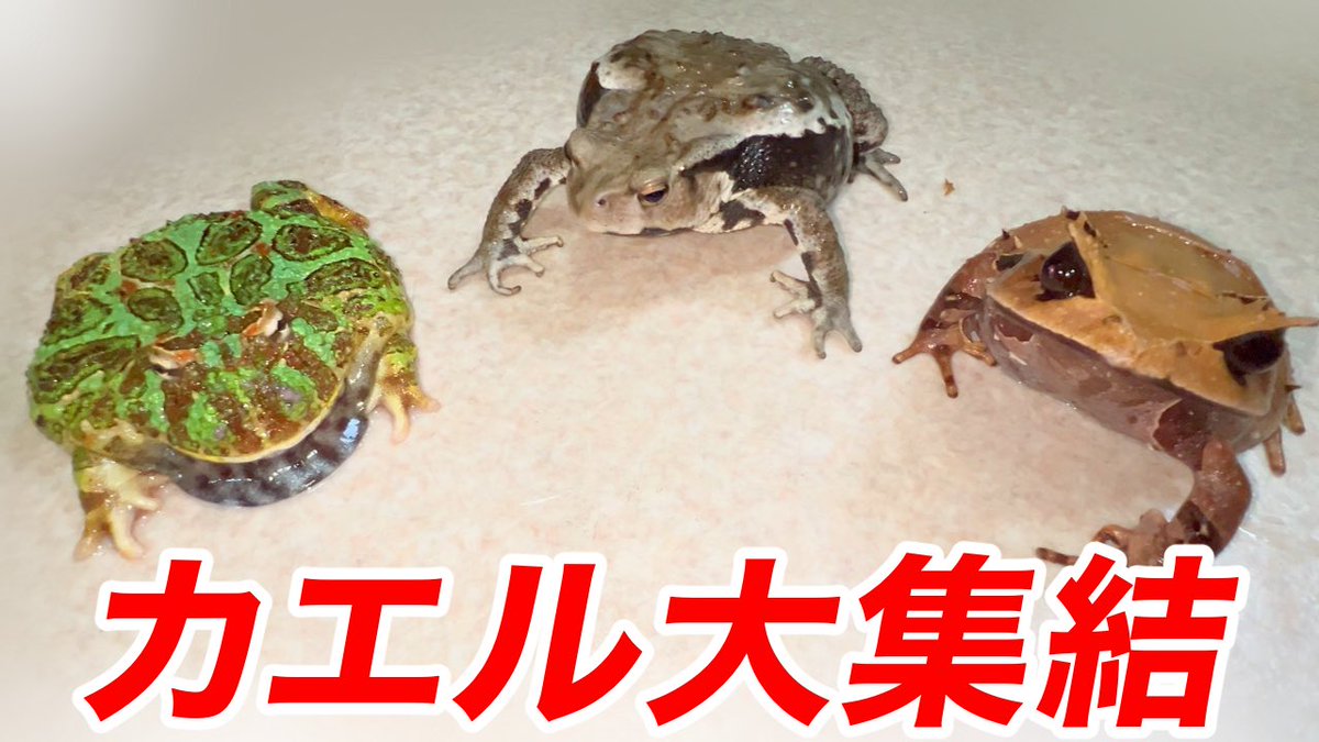 キョンシー蜂丸(昆虫ハウス101号室) tweet media