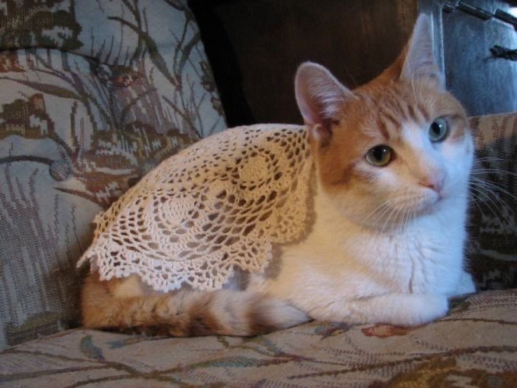 BioDiscoveryHub's tweet photo. 90'larda kedi olmak https://t.co/zujtsjkgUB