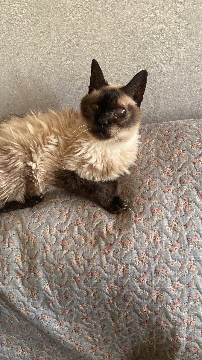 La serveuse vous déteste tweet media