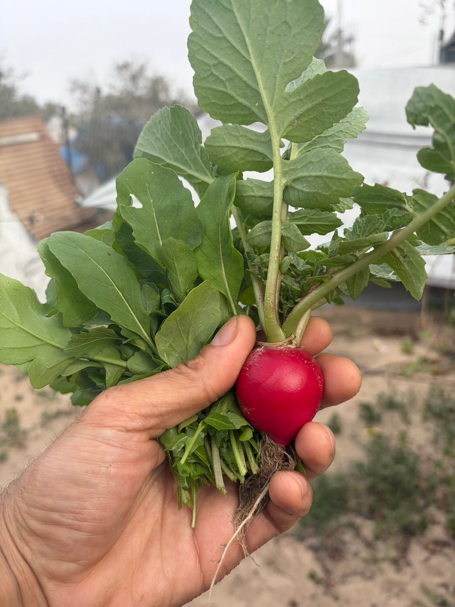 My radish resisted the harsh winter. In Gaza we care for our land. Stand by us so we can flourish again. 
gofund.me/fbcc321a7