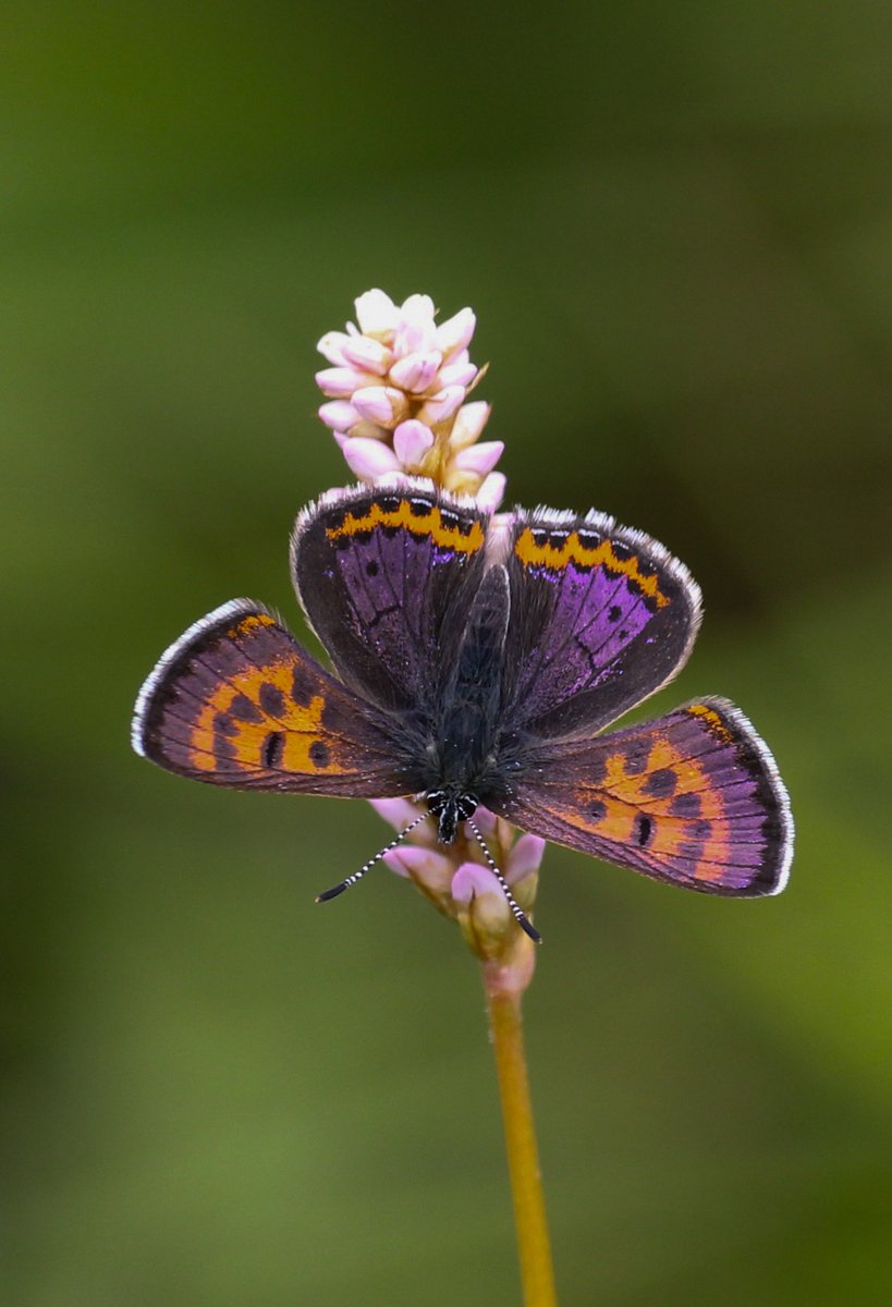 Mariposa Nature Tours tweet media
