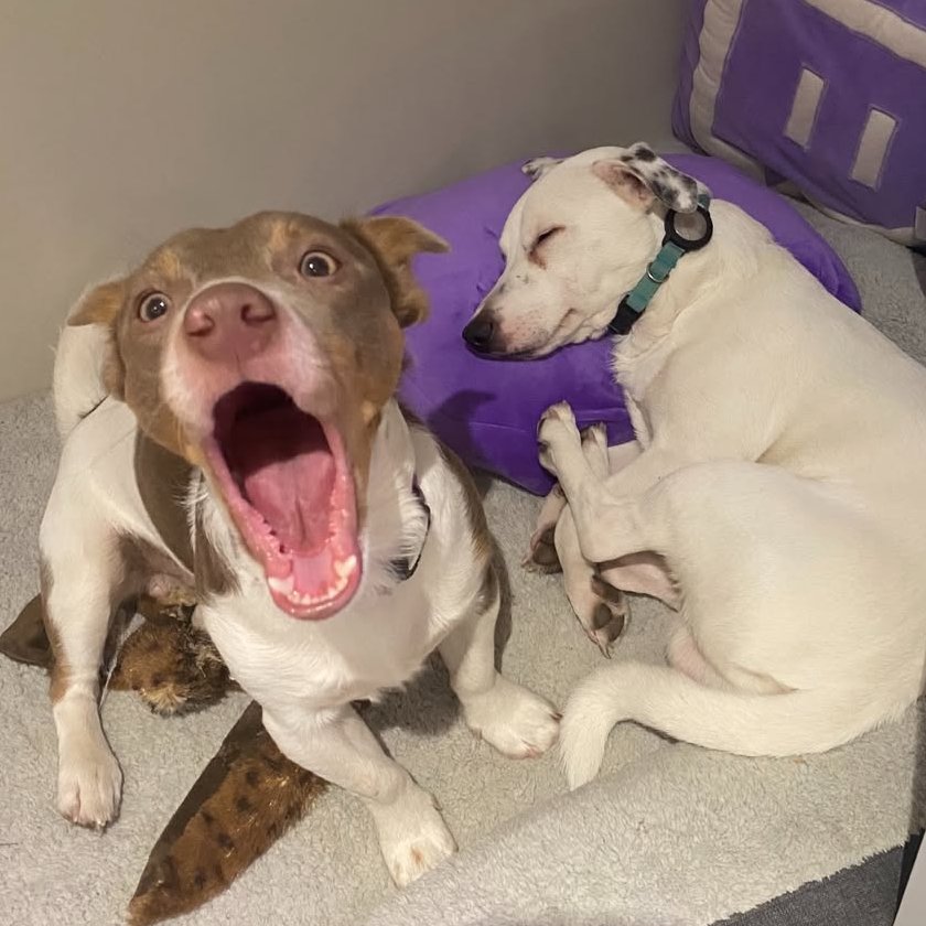 CyborgAngel 🦋 New Games & VR 🌟I'm on NETFLIX!🌟 tweet media