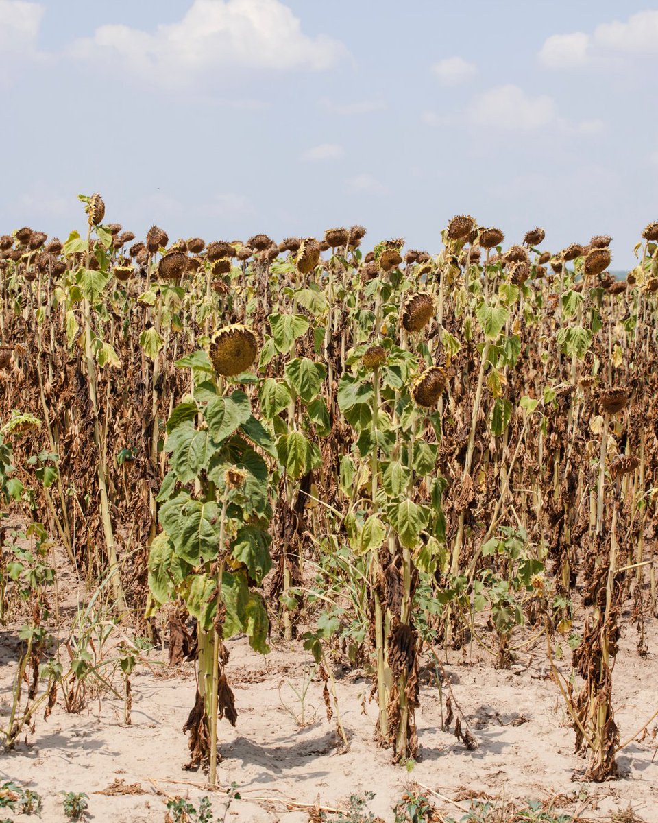 BASF_AgroES's tweet photo. 🌾💧 Anticipa los efectos de la #sequía con D-IAP

La nueva plataforma de @IAS_CSIC, Universidad de Córdoba y @FAO permite:

👉 Conocer requerimientos de riego
👉 Planificar #cultivos y optimizar agua
👉 Mejorar la resiliencia de la #agricultura https://t.co/c1EHWHJUS3