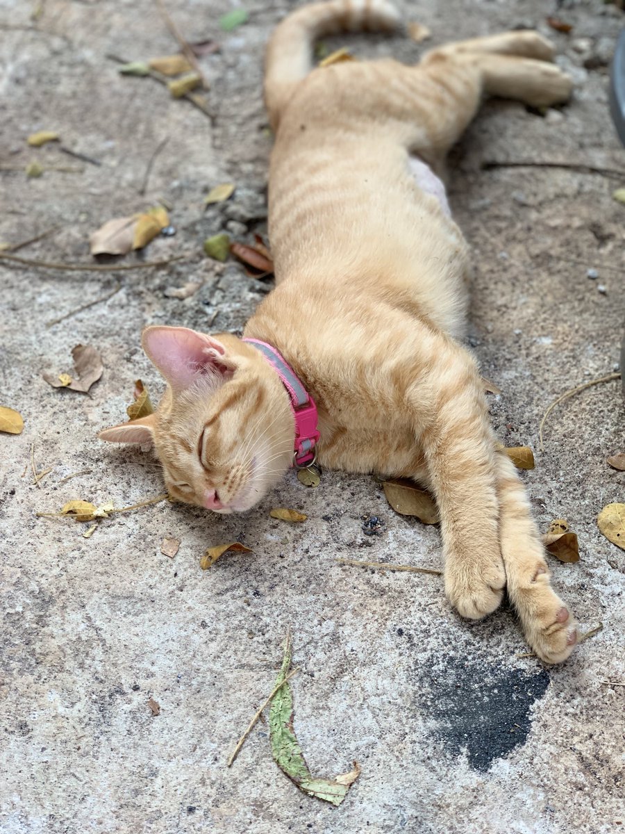kornrawan's tweet photo. น้องพิม https://t.co/SqKOQlnCt8