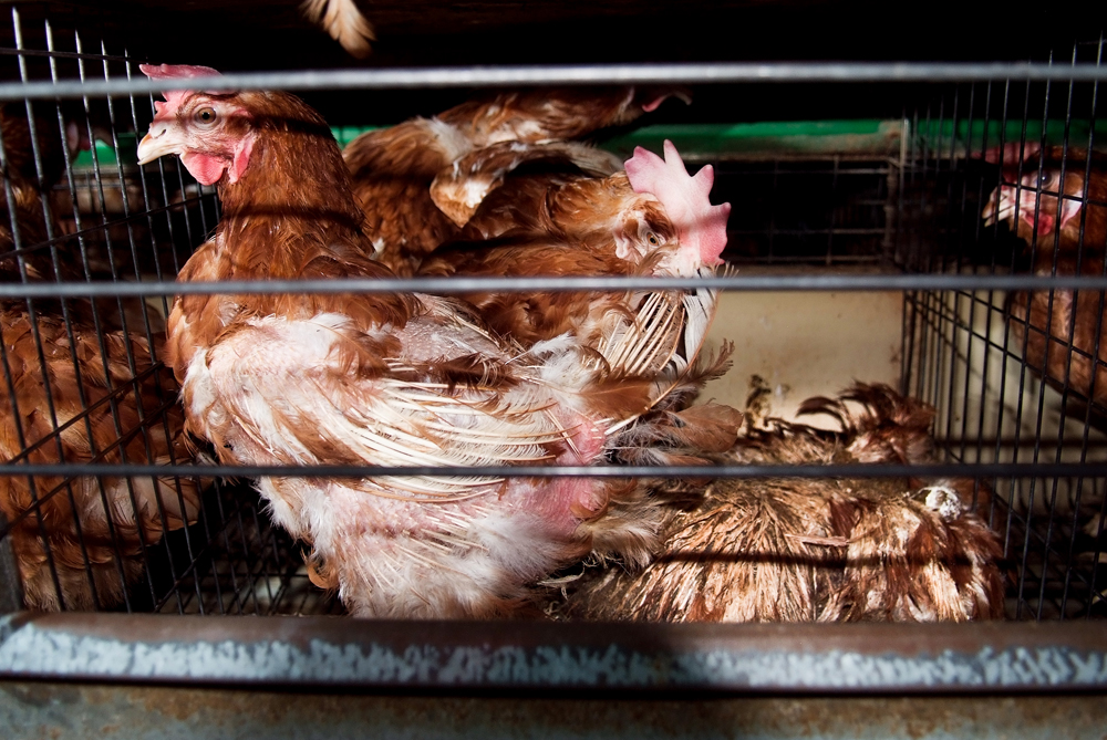 AnimalEqualityItalia tweet media