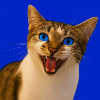 CATS COIN ( $MIAO ) tweet media