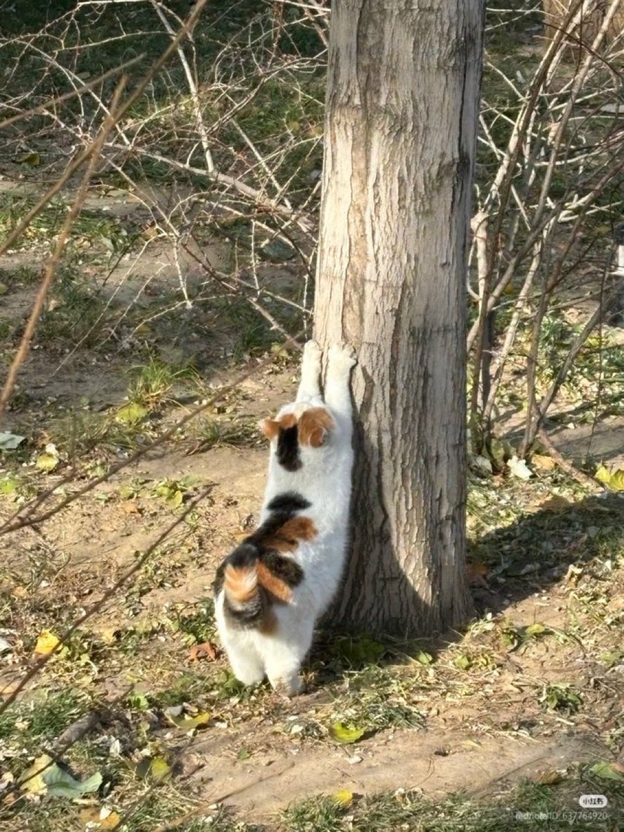 好想把所有軟體的備註跟自動回覆都改成

“Dear……, I am currently OOO…”

但我的現在進行式是這個🙃
【重要！請於02/XX下班前回覆此⋯⋯】