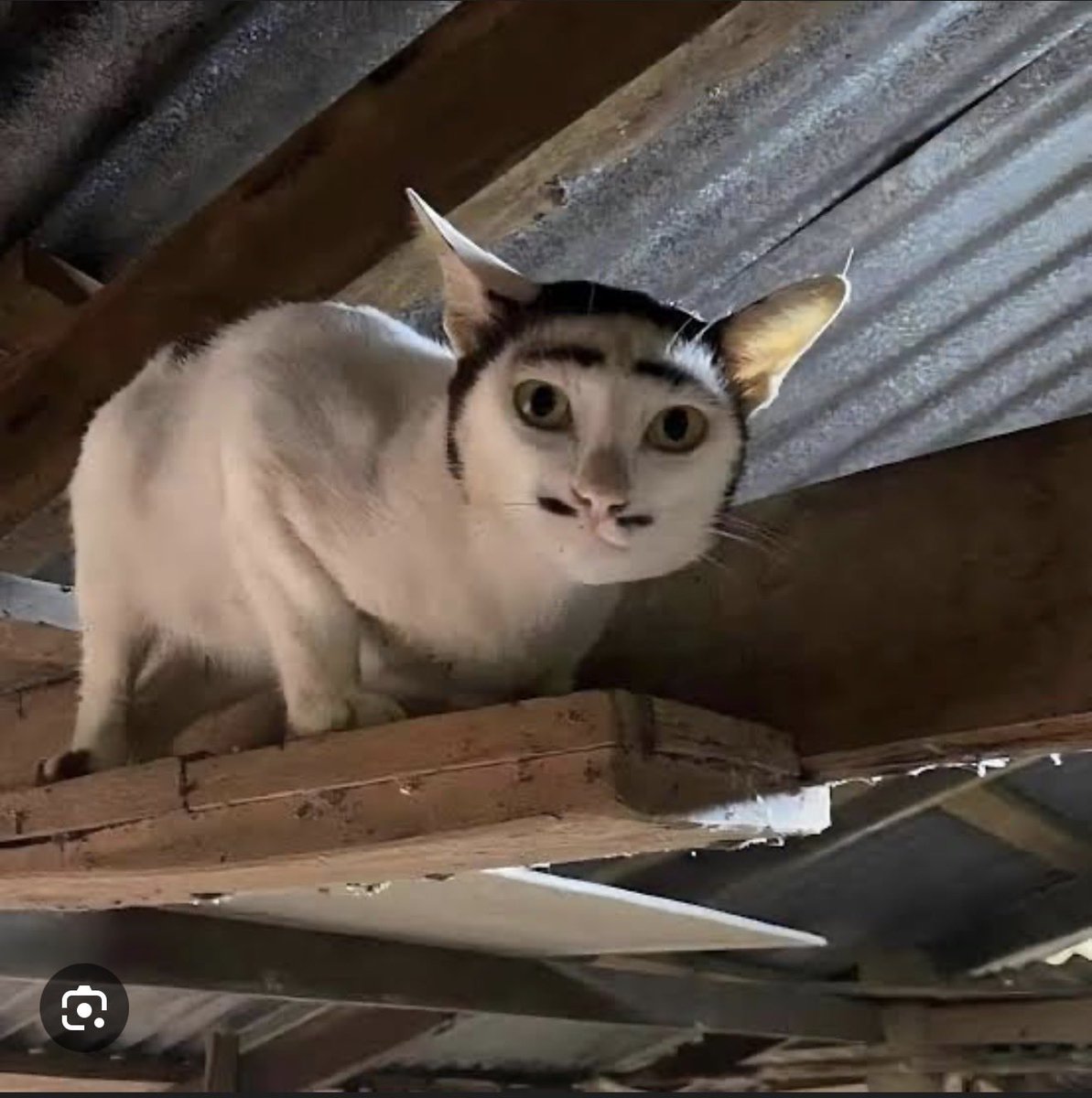 savewrg's tweet image. แมวเป้า มาแล้วค้าบบบบ

DMD UP TO U PARTY 2026
#DMDNEWYEARPARTY2026