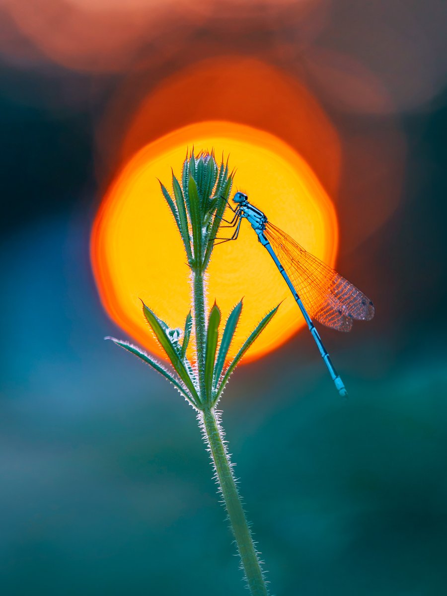 Adobe Lightroom tweet media