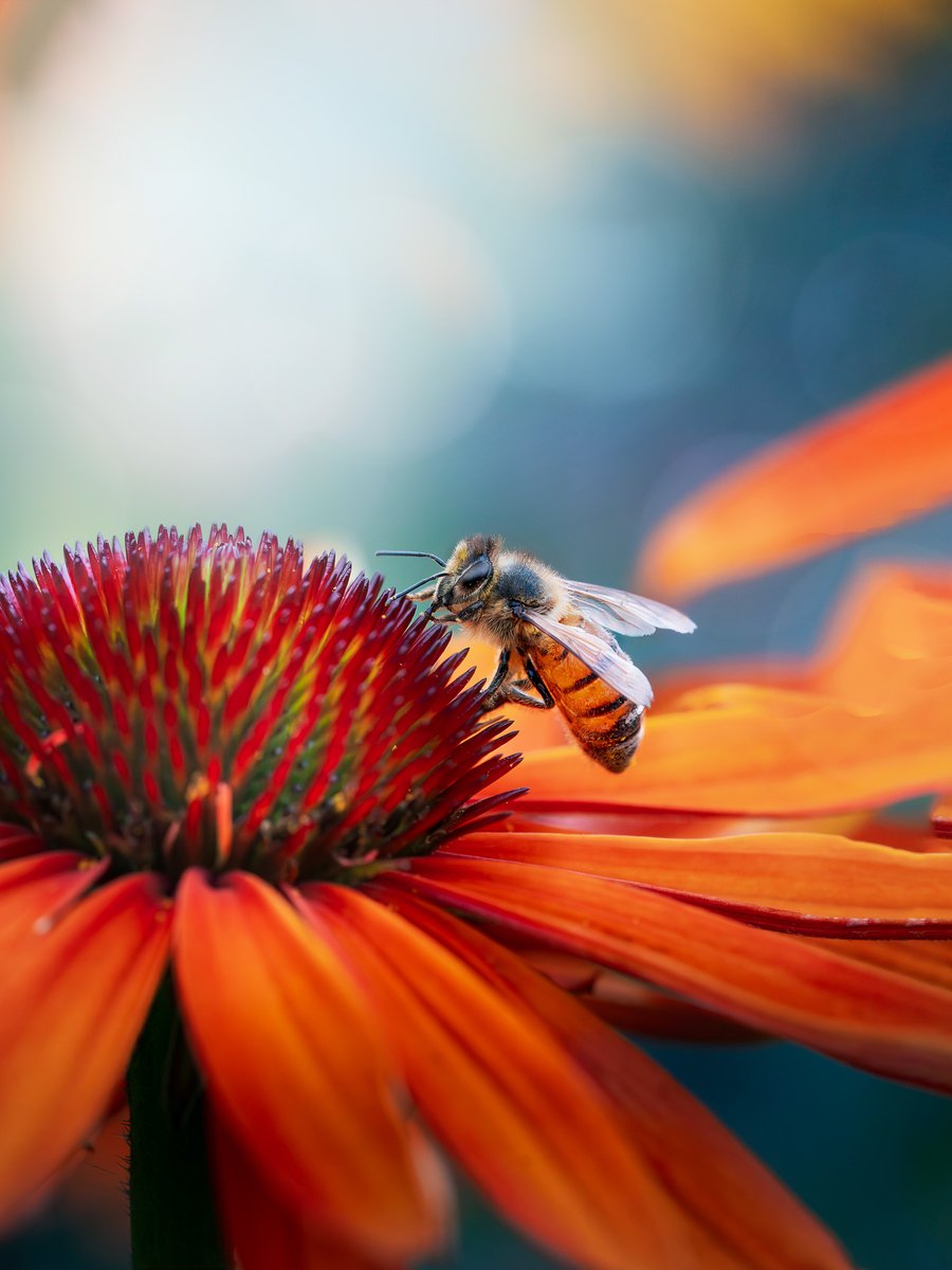 Adobe Lightroom tweet media