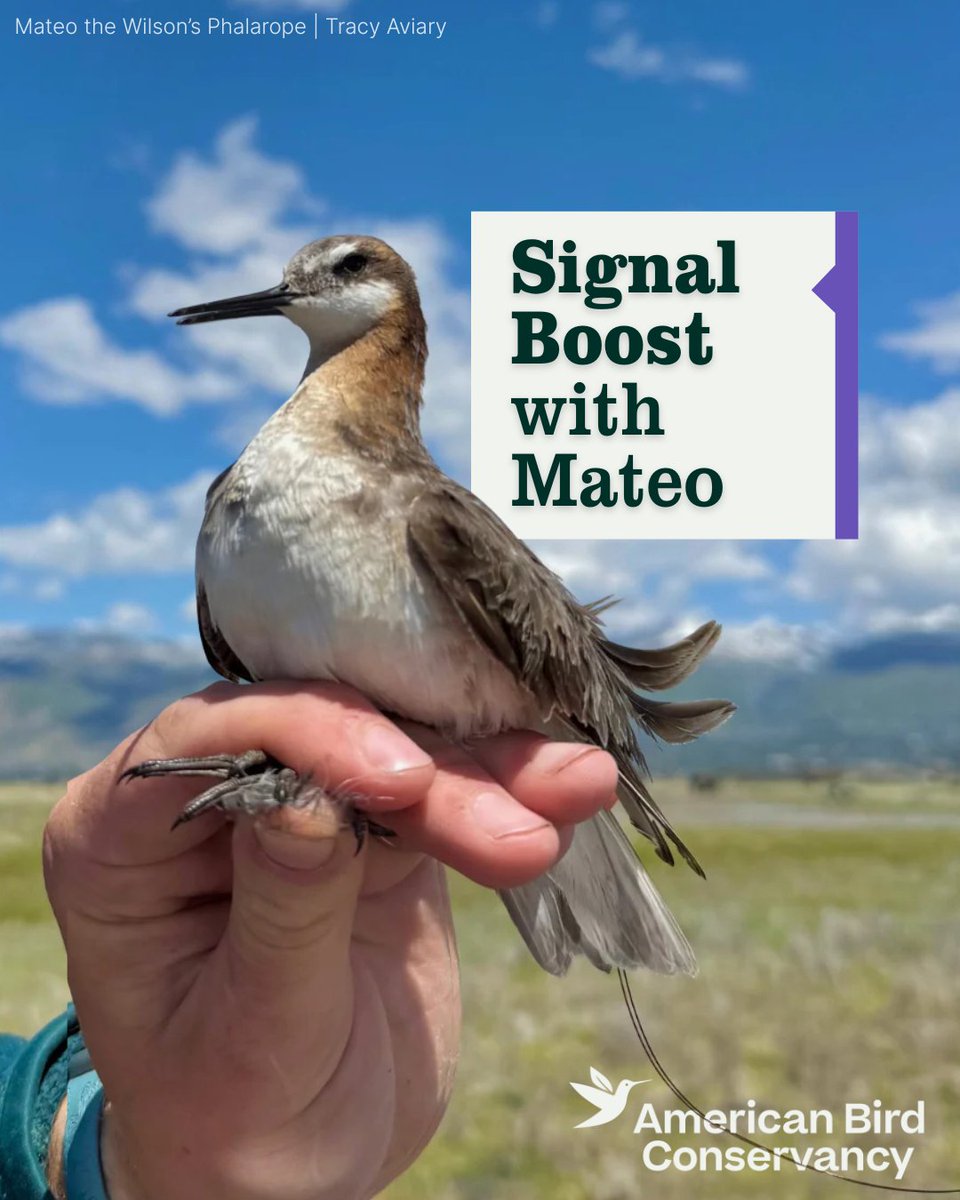 ABCbirds's tweet photo. ➡️ How do you follow a bird across a hemisphere? 
(With a backpack smaller than a paperclip and a whole lot of antennas!)

Read how Mateo's “signal boost” is shaping bird conservation:
https://t.co/Lz0VhgpGV8

Special thanks to @tracyaviary for sharing this story/image with us! https://t.co/6Rebcl21pu