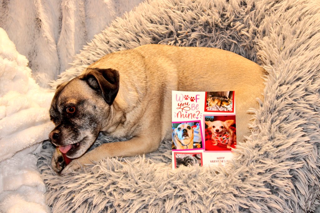 PugnatiousG's tweet image. #Pupmail

Thank you Kossie, Anna, Sophia, Bernie and Downton @paco5775  for da very cute Valentine's Card! We love it and we love you all so much!! Please give mommy and Dani hugs and remind dem we love dem too!

Love Duggie, Yogi, Phoebe and family 
#PuggieForever #DarlingDuggie