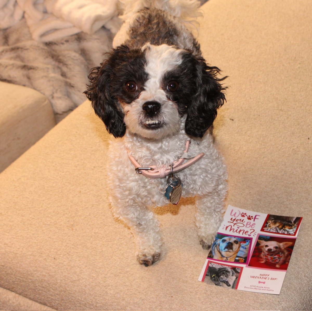 PugnatiousG's tweet image. #Pupmail

Thank you Kossie, Anna, Sophia, Bernie and Downton @paco5775  for da very cute Valentine's Card! We love it and we love you all so much!! Please give mommy and Dani hugs and remind dem we love dem too!

Love Duggie, Yogi, Phoebe and family 
#PuggieForever #DarlingDuggie