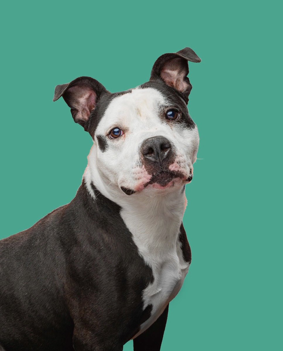 Homeward Bound Pet Adoption Center tweet media