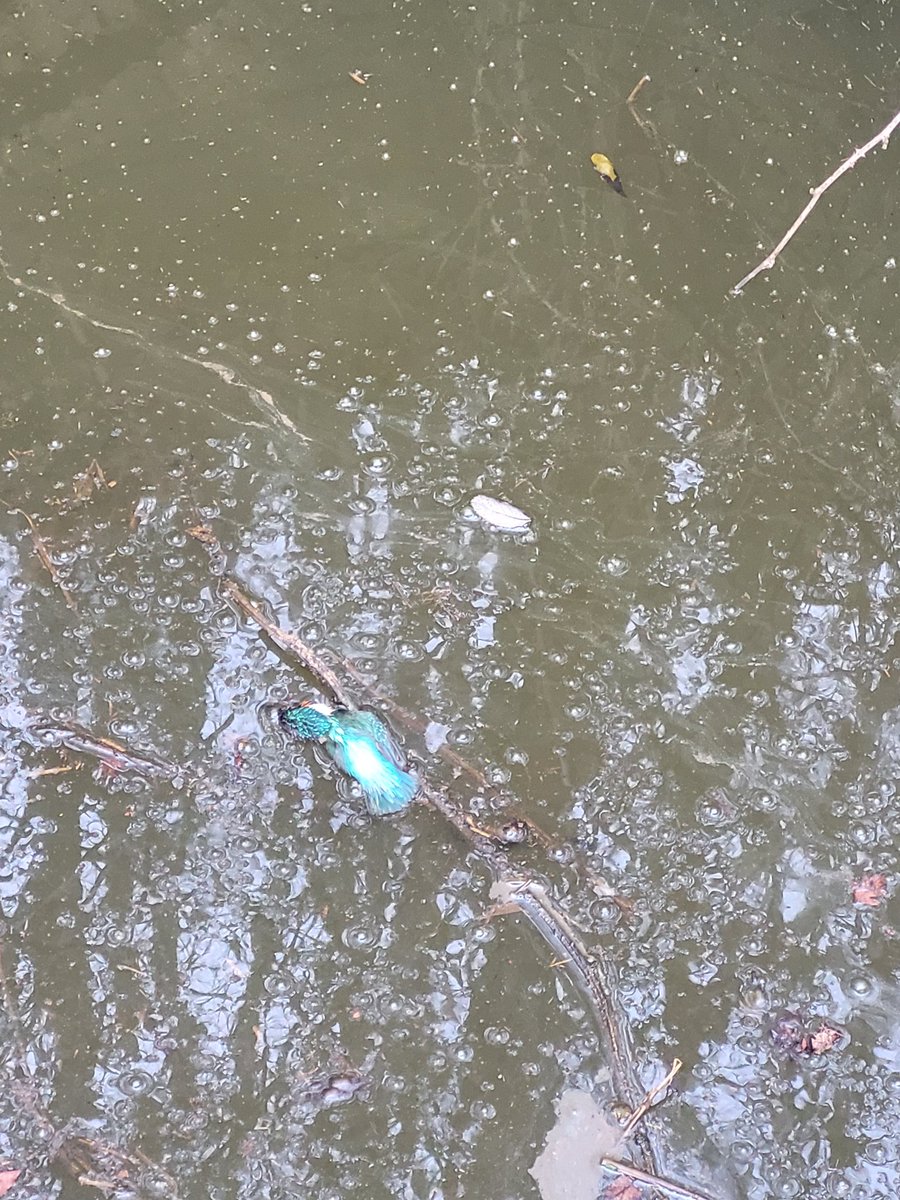 Paul Begijn tweet media