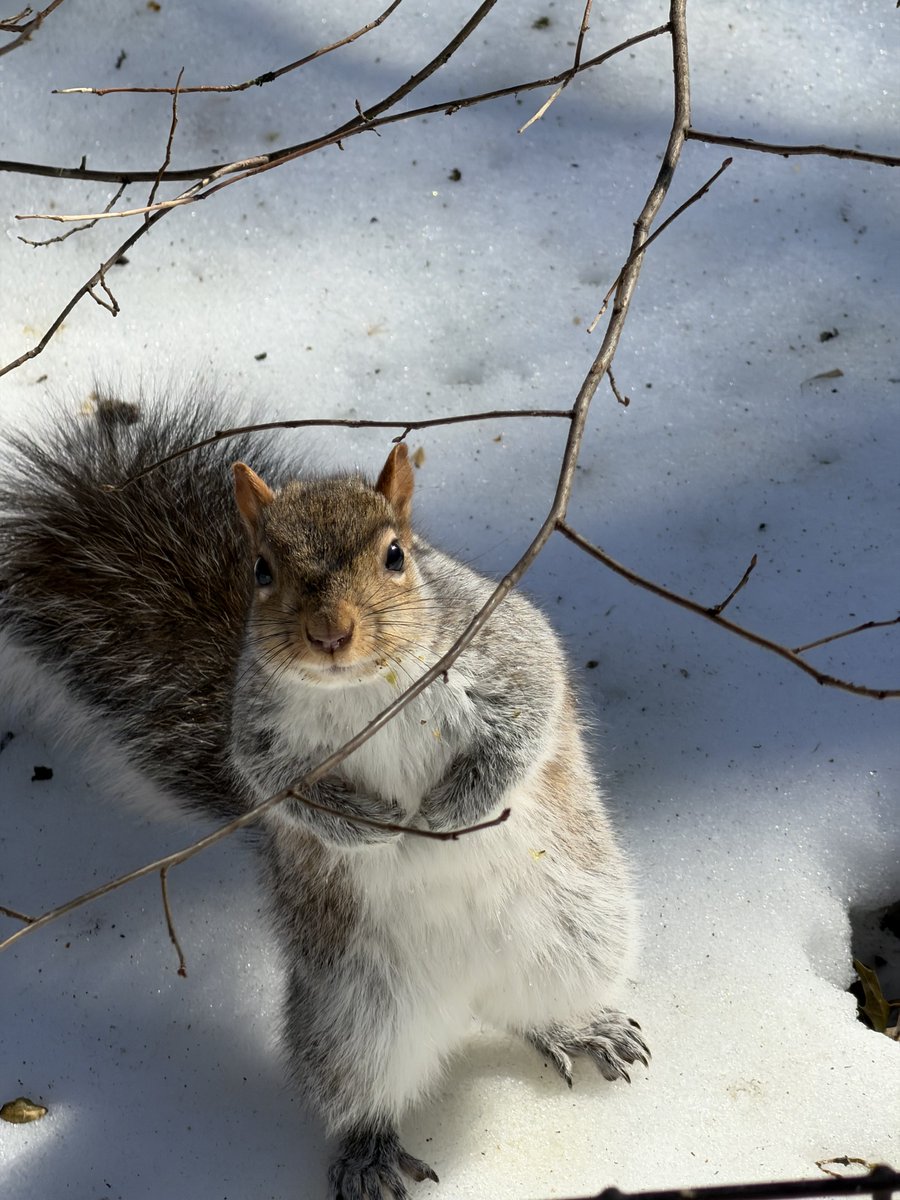 Fuzzy Squirrels tweet media