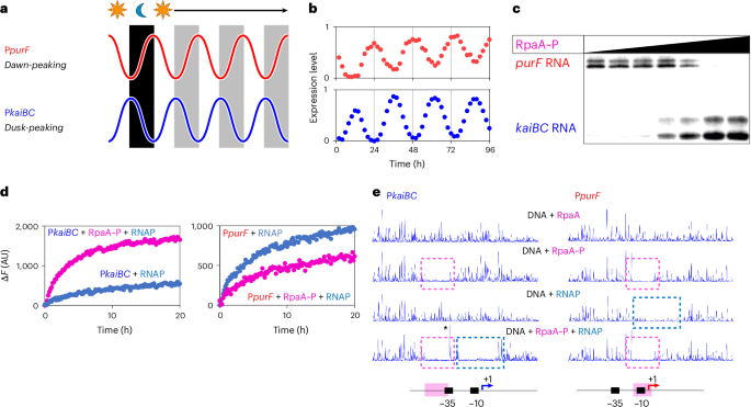 NatureStructMolBiol tweet media